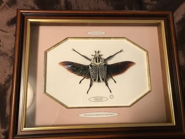 FOR SALE, Goliathus