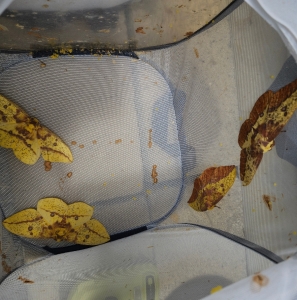 FOR SALE, Eacles. Callosamia. updated 7/23