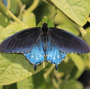 FOR SALE, Battus philenor eggs