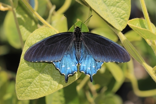 FOR SALE, Battus philenor eggs