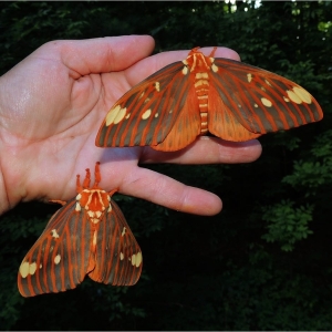 FOR SALE, Royal Walnut Moth Eggs