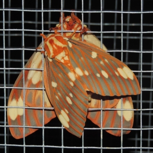 FOR SALE, Royal Walnut Moth Eggs