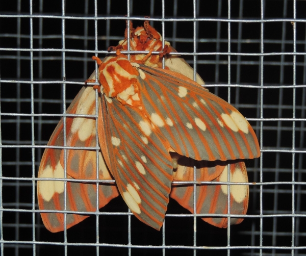 FOR SALE, Royal Walnut Moth Eggs