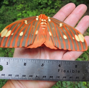 FOR SALE, Royal Walnut Moth Eggs