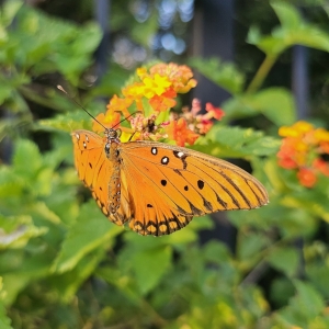 FOR SALE, Gulf Fritillary Chrysalids