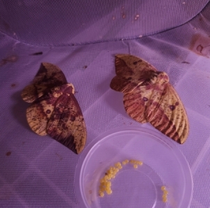 FOR SALE, Eacles imperialis EGGS $10/dz