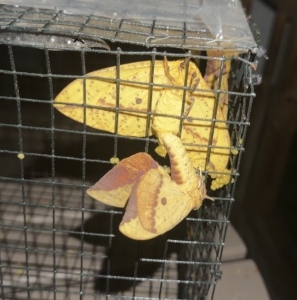 FOR SALE, Imperial Moth Ova