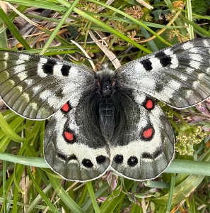 FOR SALE, Parnassius delphius eggs