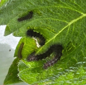 FOR SALE, Woolly bear caterpillars ( Isabella tiger moth )