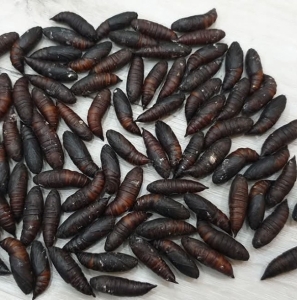 FOR SALE, Hawk moth pupae 