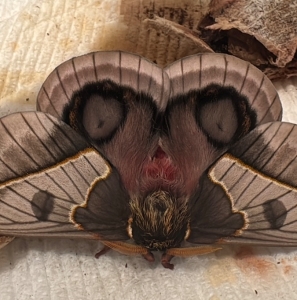 FOR SALE, Automeris Frankae ova