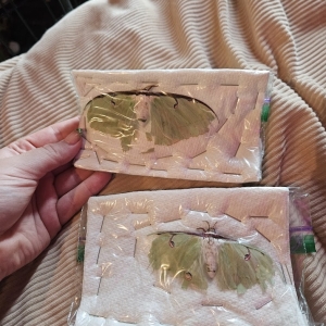 FOR SALE, Actias Luna Moth deadstock for sale!