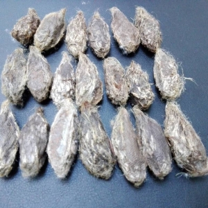 FOR SALE, Hyalophora columbia cocoons