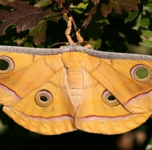 FOR SALE, Antheraea mylitta eggs F0 