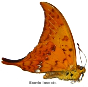 FOR SALE, Indonesian butterflies and moths