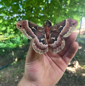 FOR SALE, COCOONS Calosamia Promethea 