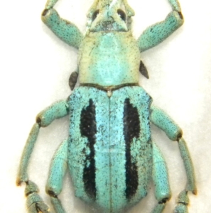 FOR SALE, Indonesian Coleoptera