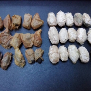 FOR SALE, Automeris io & Antheraea polyphemus cocoons 