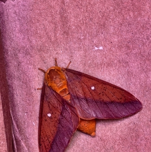 FOR SALE, Anisota virginiensis EGGS $8/dz