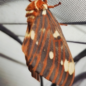 FOR SALE, Citheronia regalis EGGS $20/dz Last Of Season