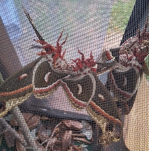 FOR SALE, Cecropia ova