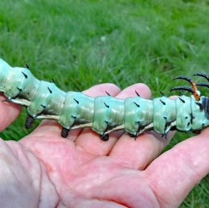 FOR SALE, Royal Walnut Moth Eggs