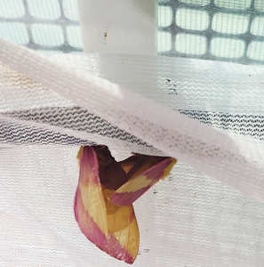 FOR SALE, Rosy Maple Eggs $15/dz