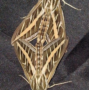 FOR SALE, Hyles Lineata eggs