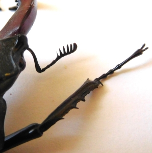 FOR SALE, Stag beetle 