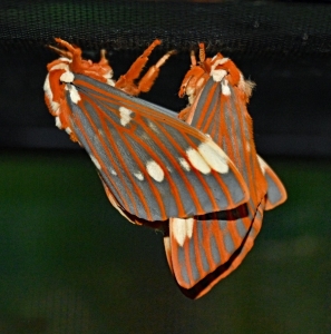 FOR SALE, Royal Walnut Moth Eggs