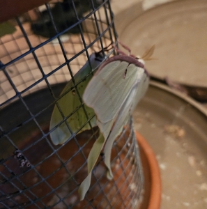 FOR SALE, Luna moth ova for sale