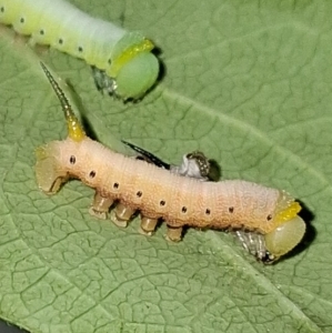 FOR SALE, Hemaris Diffinis