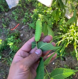 FOR SALE, EGGS Actias Luna 