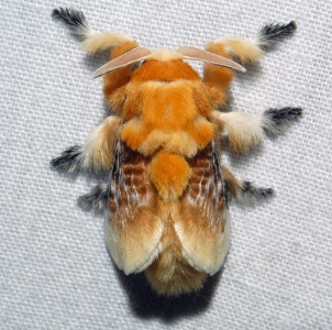 FOR EXCHANGE, Southern Flannel Moth Eggs for trade