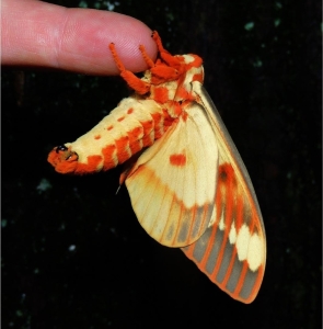 FOR SALE, Royal Walnut Moth Eggs