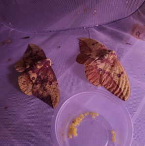 FOR SALE, Eacles imperialis EGGS $9/dz