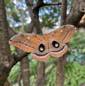 FOR SALE, WILD SIZE A. Polyphemus Cocoons