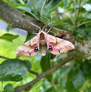 FOR SALE, Smerinthus ophthalmica pupae