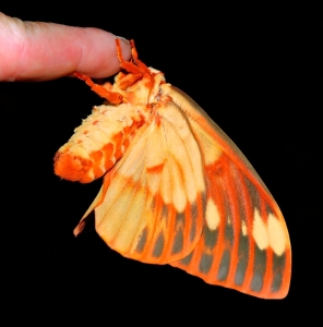 FOR SALE, Royal Walnut Moth Eggs