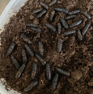 FOR SALE, Anisota Virginiensis pupae 
