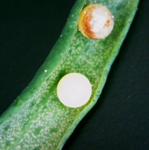 FOR SALE, BLACK SWALLOWTAIL EGGS (Papilio Polyxenes)