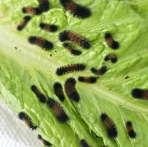 FOR SALE, Isabella Tiger moth eggs / Wooly bear caterpillars