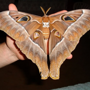 FOR SALE, Fresh Asian Moths Cocoons