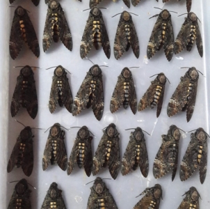 FOR SALE, Acherontia styx Dried for Framers