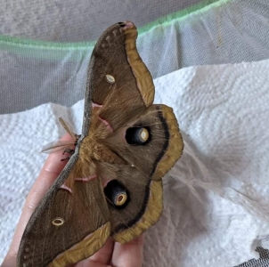 FOR SALE, A Polyphemus moth eggs