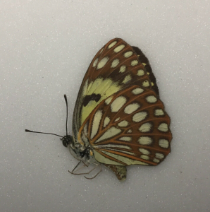 FOR SALE, Butterflies for sale