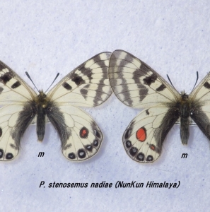 FOR SALE, Parnassius stenosemus nadiae from Himalaya