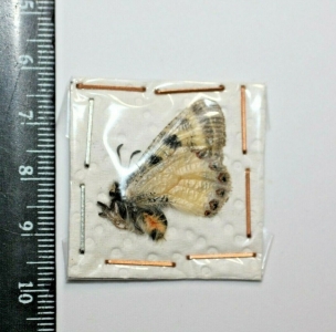 EBAY, Archon apollinaris spp apollinaris Male Iran