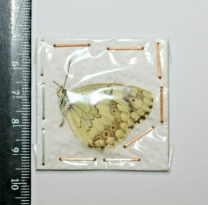 EBAY, Melonargia hylata ssp iranica Male Iran