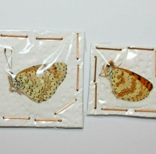 EBAY, Melitaea gina spp gina pair Iran